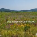 [여주 나들이] 강천섬, 세종대왕 생쌀막걸리 (여주여행 마지막 편)