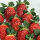 달코미상회 이미지