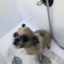 꼬몽그루밍 이미지