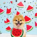 블링블링슈가 이미지