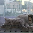 도로시펫 미용실 이미지