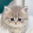 블리독 서울점 고양이 강아지분양 말티푸 비숑 포메라니안 | 하남고양이분양 귀염둥이 먼치킨고양이 입양