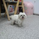 이쁜 똥강아지 이미지