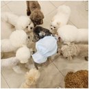 일산애견호텔 강아지 유치원 미용 맘바이 일산점 | 일산애견호텔/반려견을 믿고 맡길 수 있는 곳 일산애견호텔 강아지유치원 미용 맘바이 일산점 만족후기