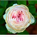 보라매공원-국제정원박람회 이미지