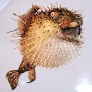 세계조개박물관 이미지