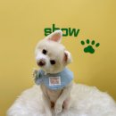 쇼미더멍 이미지