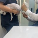 광주 본 동물병원 이미지