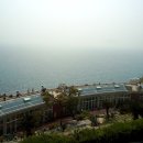 까멜리아 이미지