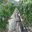 대유농산 - 용인시 처인구 원양로333번길 57-13 | 대유농산