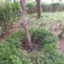 ㈜체리부로 금계지점 | 2021년 도축장·집유장 안전관리인증기준 운용 적정성 조사·평가 결과