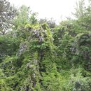 부산칸트리클럽 이미지