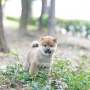 루이몽 - 8515 | 루이몽
