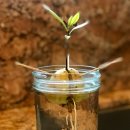 도계상동 | 05.10.金. 甲戌갑술_甲木식신은 戌土칠살의 주전부리.甲木의 근원을 만나다. 오늘에서야 ~~