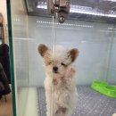 나라애견본점 이미지