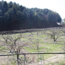 과수원칼국수 이미지