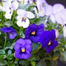 청암순대 이미지