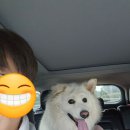 병방산군립공원 | [194th..캠핑]정선 펫캠핑장...반려견 동반 가을 단풍 캠핑!