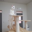 고양이호텔 묘랑묘랑 이미지