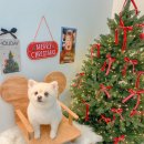 둘리애견미용샵 이미지