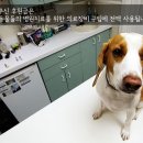 모아 동물병원 이미지
