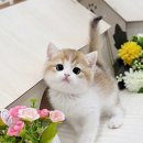 화목식품 | 영통고양이분양, 부모님께 가장 따뜻한 선물을 드리고 싶었던 저의 이야기