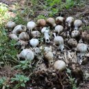 유성동양경매장 이미지