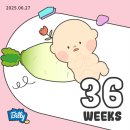 효사랑건강작은도서관 | 임신일기 / 임신후기 36주차 작은 아기, 허리통증, 회음부 불편, 손발퉁퉁, 종아리 당김