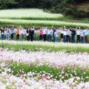 북천꽃단지 이미지