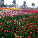 임자 화산단 | 신안 임자도 불갑산과 튤립 축제장에서