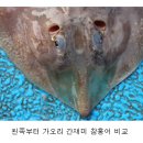 홍어 가오리 간재미의 차이는? 이미지