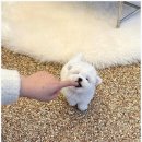 유앤미펫 강아지분양 고양이분양 위례점 이미지
