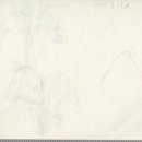 안경나무 이미지