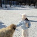 (주)초원애니멀헬스 | 마이애니멀스토리 아이랑 포천 갈만한곳 서울 근교 동물 먹이주기 체험 후기 및 꿀팁