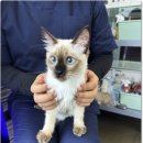 고양이입양소 이미지