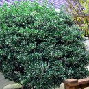 영진농장 이미지