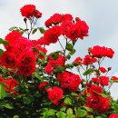 장미공원 주차장 이미지