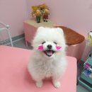 DOG LOVE WITH 란 이미지