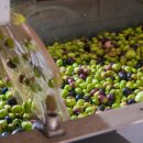 올리브독 이미지