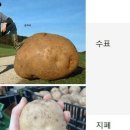 레미니센스소양