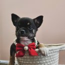 털찐댕댕이 이미지