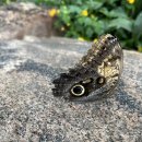 기행문/나비공원(Butterfly Conservatory) 이미지