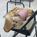 미용하는 훈련사 이미지