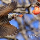 홍시식당 이미지