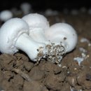 신암전통테마마을 이미지