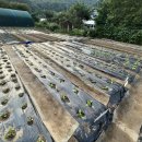 김내용농장 이미지