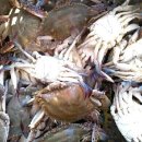 서해꽃게전문점 이미지