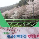 비오는날의 벚꽃축제, 꽃잎만 무수히 떨어지는 토요일 광교산과 일요일의 맑은 광교산! 이미지