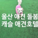 멍찌애견유치원 | 울산 애견호텔 캐슬, 추석 연휴 예약 가능한 울산 남구 애견유치원 후기