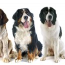 세인트동물병원 이미지